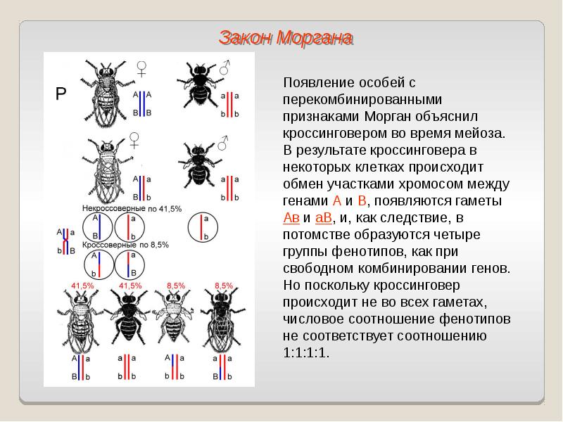 Сцепленное наследование генов презентация 9 класс