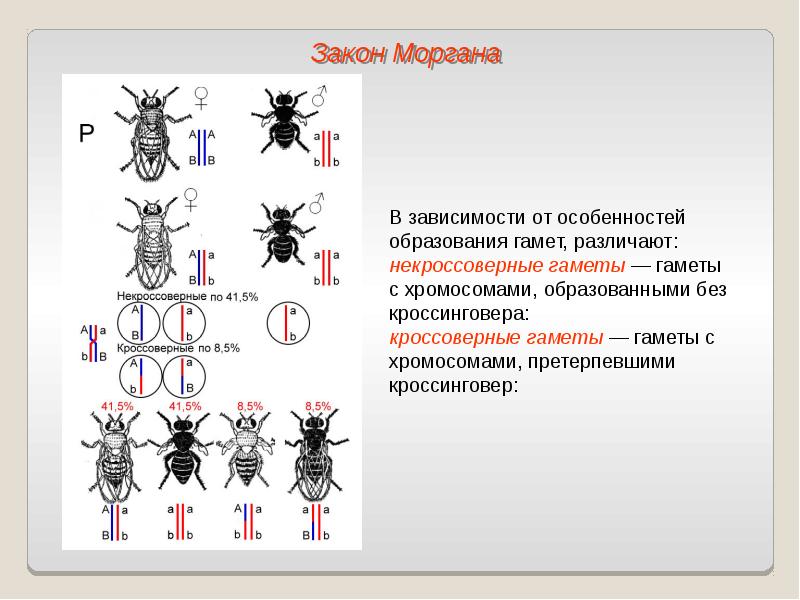 Сцепленное наследование презентация