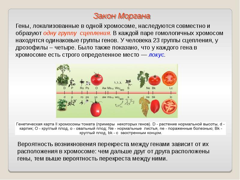 Закон моргана презентация 10 класс