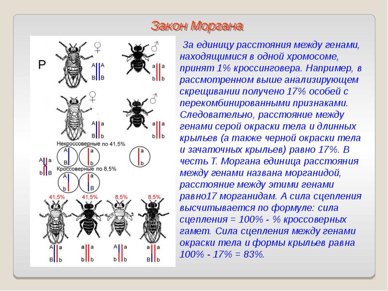 Сцепленное наследование презентация