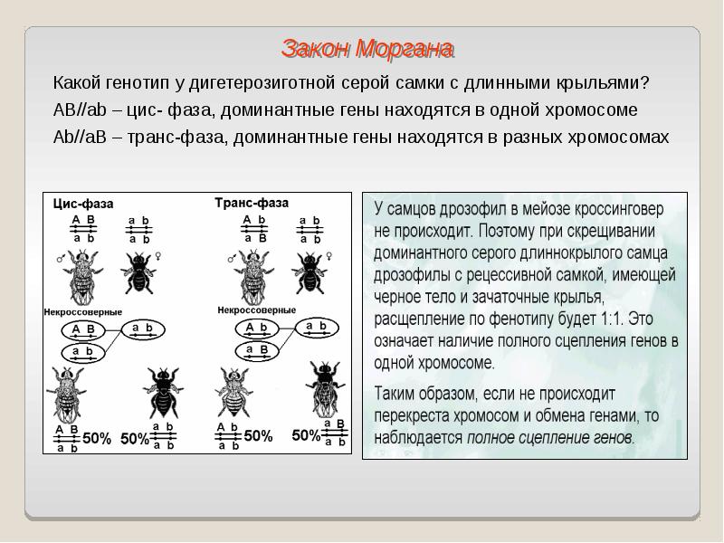 Закон моргана биология презентация