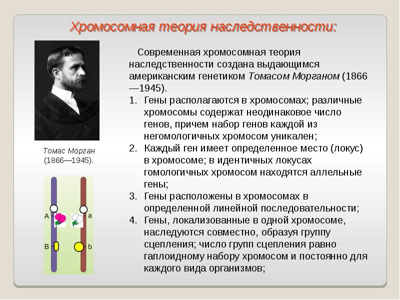 Хромосомная теория наследственности сцепленное наследование генов презентация