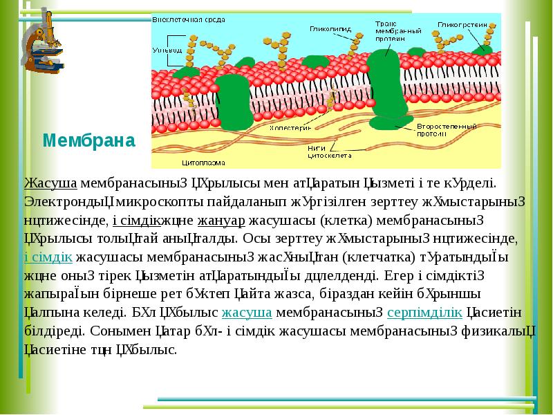 Биологиялық мембраналар презентация