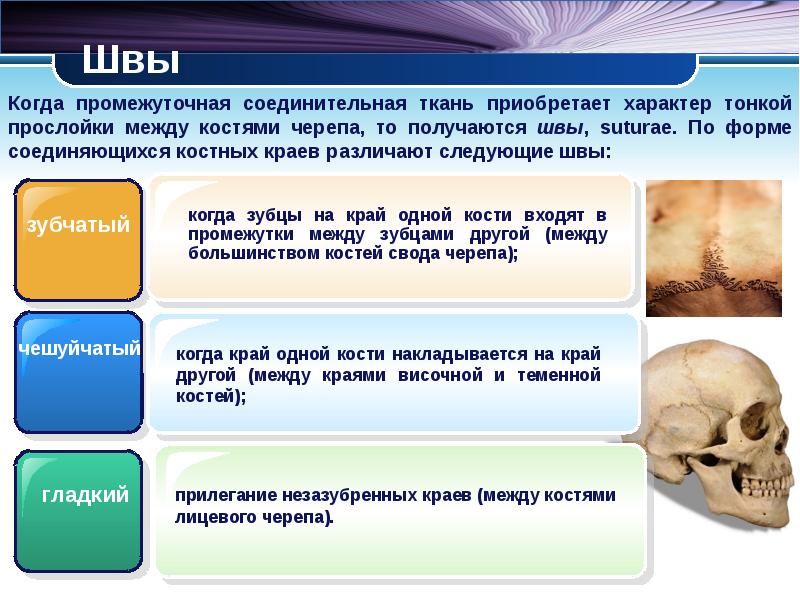 Все кости черепа соединены друг с другом