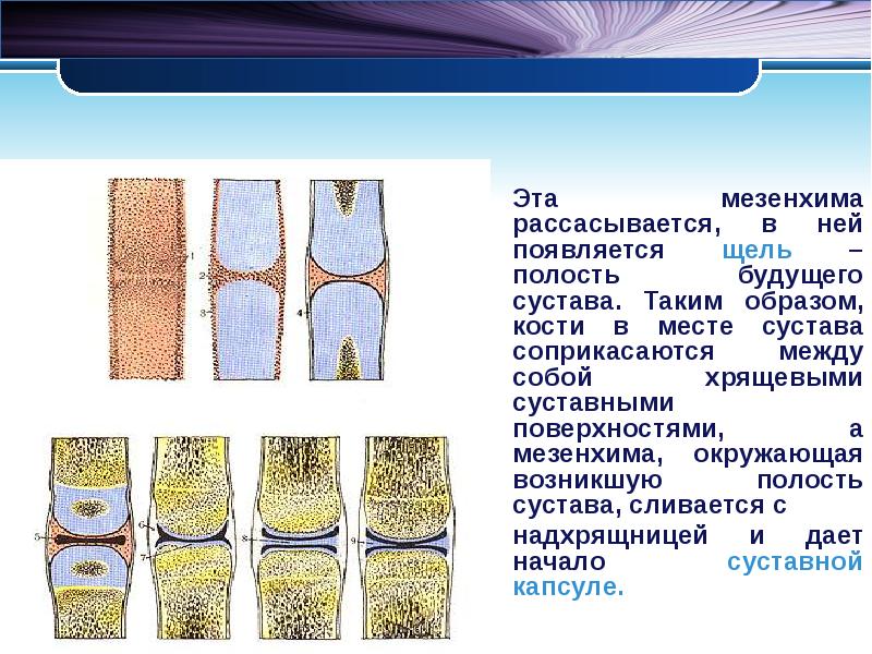 Прерывные соединения костей