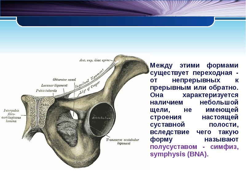 Наличие мало. Переходная форма полусустав. Полусустав характеризуется наличием. Полусуставы Лушки.