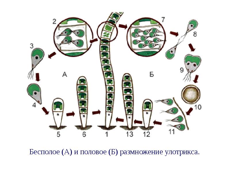 Строение и размножение улотрикса рассмотрите рисунок и ответьте на вопросы