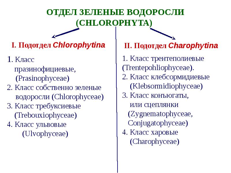 Систематическое положение водорослей