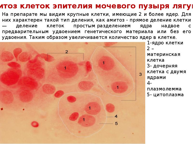 Клетки печени мыши. Амитоз в клетках мочевого пузыря мыши. Амитоз в клетках эпителия мочевого пузыря. Амитоз в клетках эпителия мочевого пузыря мыши.. Амитоз эпителиальных клеток мочевого пузыря.