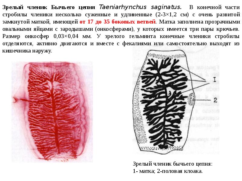 Рассмотрите рисунки 1 3 на которых изображены соответственно членник головка и общий план строения