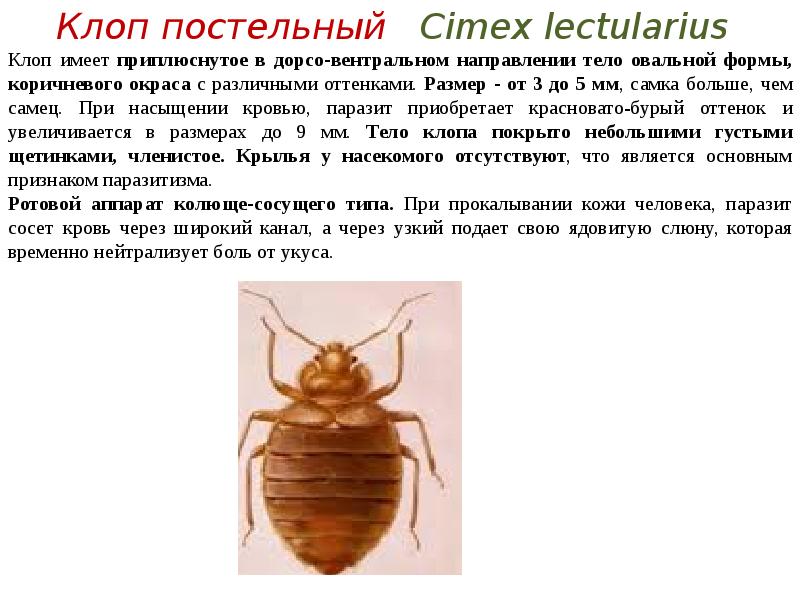 Какого размера постельный клоп. Постельный клоп (Cimex lectularius). Клопы размер постельного клопа. Цикл развития постельного клопа. Постельный клоп размер натуральный в миллиметрах.