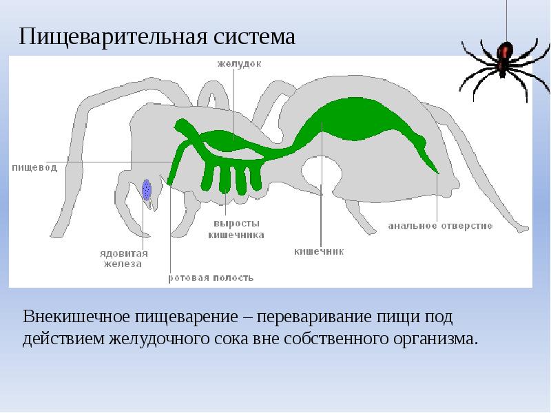 Паукообразные дыхательная. Дыхательная система паукообразных. Класс паукообразные дыхательная система. Строение дыхательной системы паукообразных. Пищеварительная система членистоногих 7 класс.