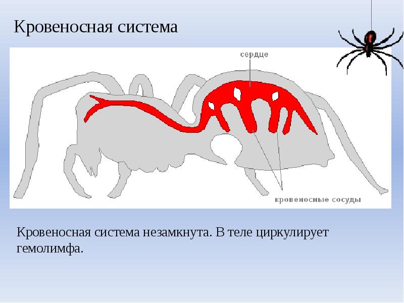 Членистоногие сердце камеры. Нерв система паукообразных. Строение пищеварительной системы паука. Строение нервной системы паука. Нервная система паукообразных 7 класс биология.