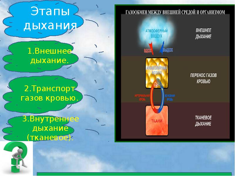 Этапы дыхания животных. Этапы внешнего и внутреннего дыхания транспорт газов. Этапы дыхания биология. Этапы внутреннего дыхания. 3 Этапа дыхания.