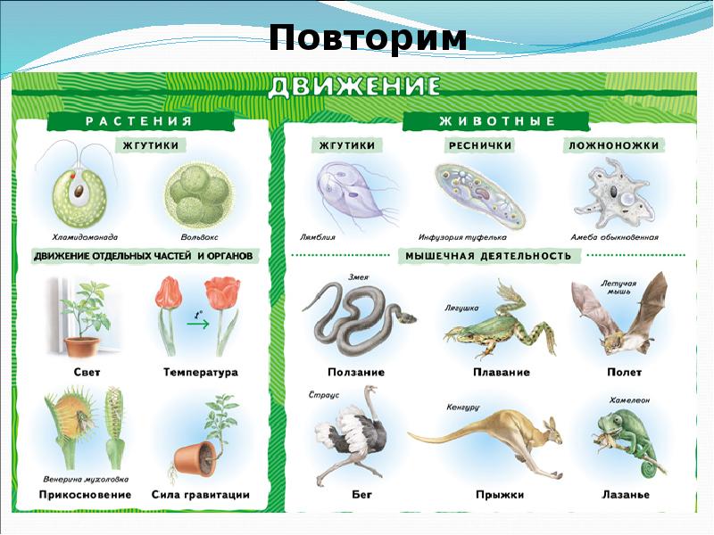 Презентация движение организмов 6 класс пасечник