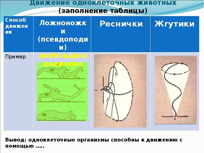 Биологические движения