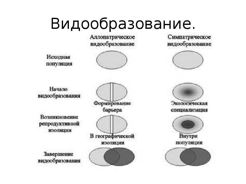 Виды видообразования