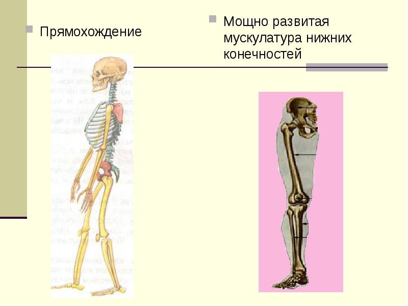 Один из признаков прямохождения современного человека. Приспособления скелета к прямохождению. Приспособления скелета человека к прямохождению. Приспособления к прямохождению у человека. Изменения в скелете человека в связи с прямохождением.