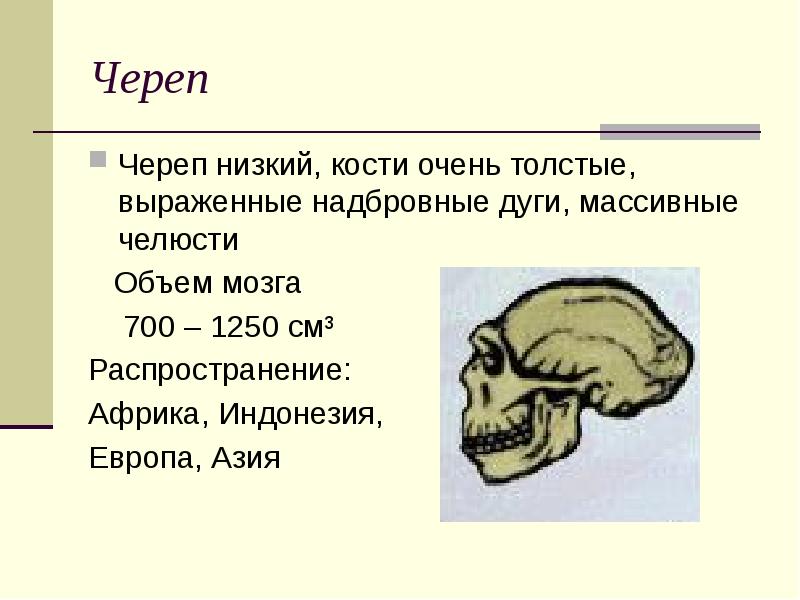 Ниже кости. Череп низкий кости толстые выраженные надбровные. Древнейший человек объем мозга. Объем мозга современного человека.