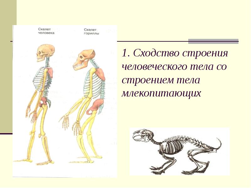 Доказательства родства человека с млекопитающими животными презентация