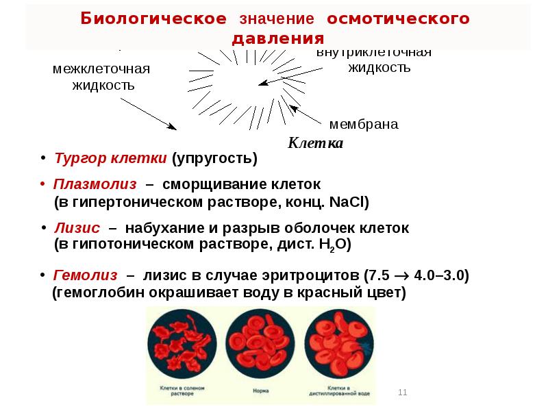 Давление значение. Биологическое значение осмотического давления. Значение осмотического давления. Осмотическое давление в клетке. Основная роль осмотического давления в организме.