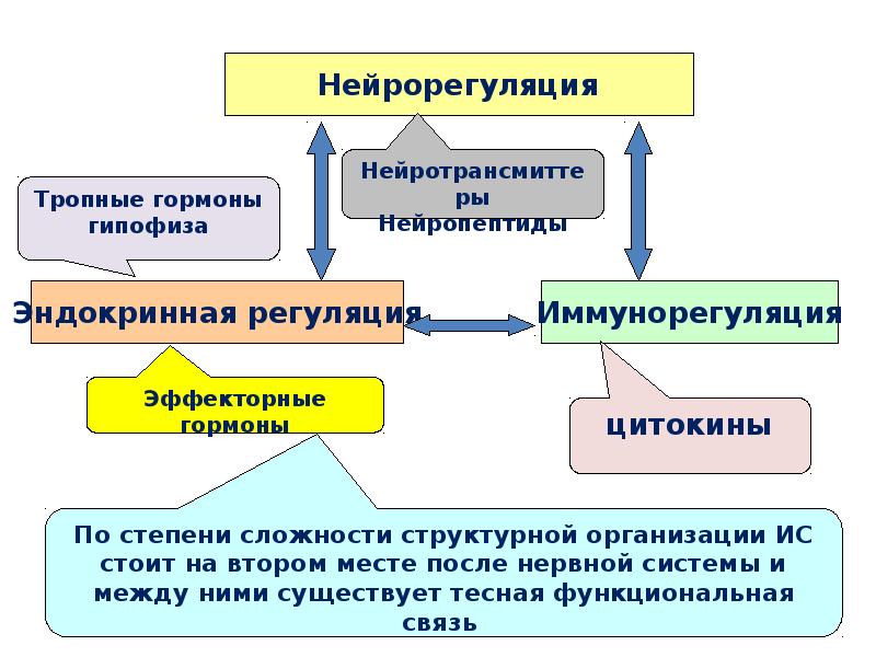 Регуляция иммунных процессов