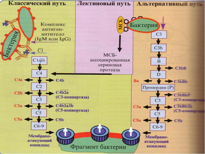 Регуляция иммунного ответа презентация