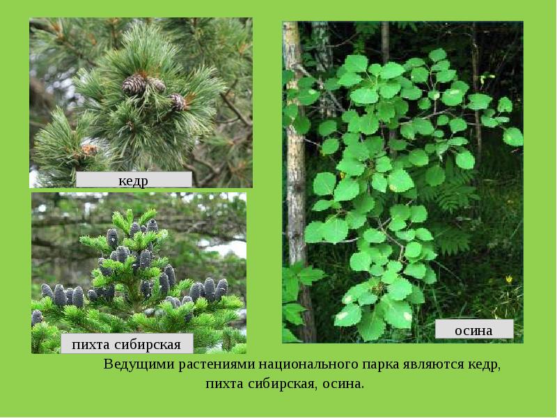 Заповедники кузбасса презентация