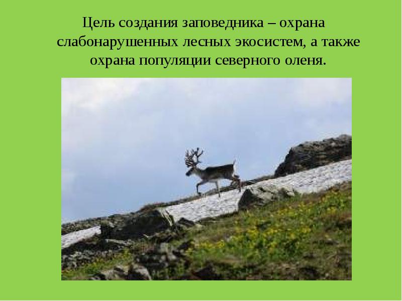 Заповедники создаются с целью. Заповедники Кемеровской области 4 класс. Заповедник Кузнецкий Алатау цель создания. Охрана заповедника. Создание заповедников.