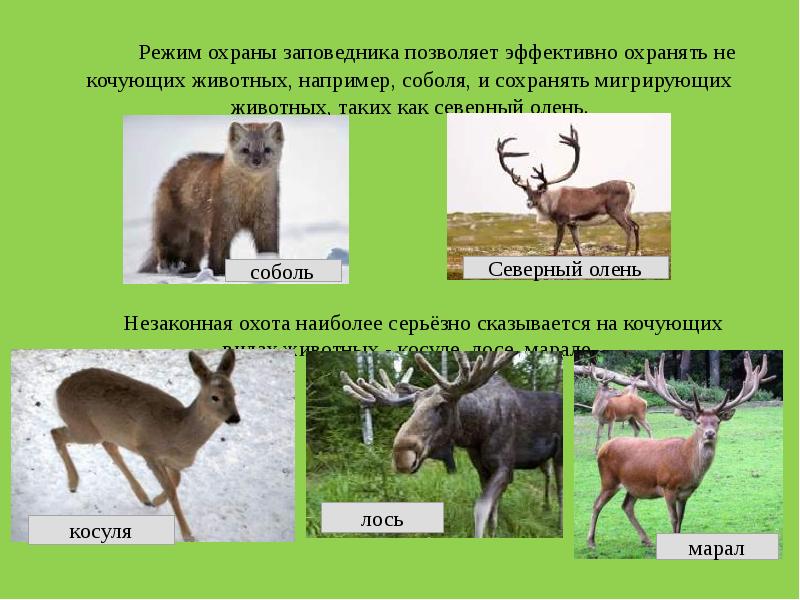 Заповедники кемеровской области презентация