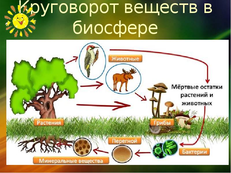 Растения в биосфере является. Модель круговорота веществ в природе 3 класс окружающий мир. Модель демонстрирующая круговорот веществ. Схема биологического круговорота веществ. Модель демонстрирующая круговорот веществ в природе.