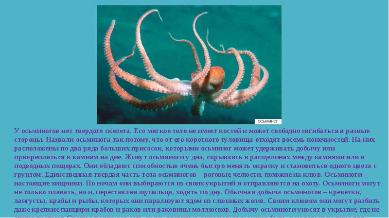 Тип симметрии осьминога. Сообщение о осьминоге. Морские обитатели Осьминоги сообщение. Осьминог позвоночное или беспозвоночное. Расскажите детям о морских обитателях осьминог.