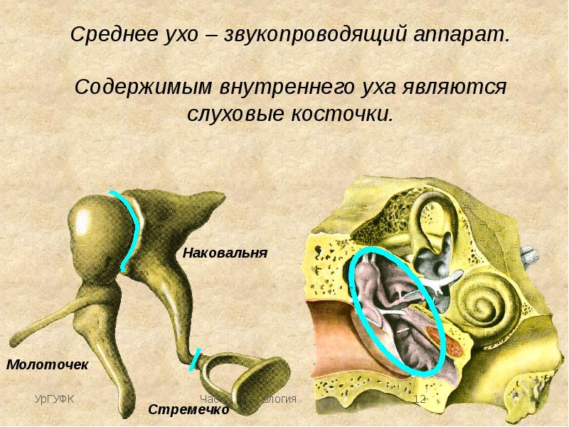 Слуховой анализатор презентация анатомия