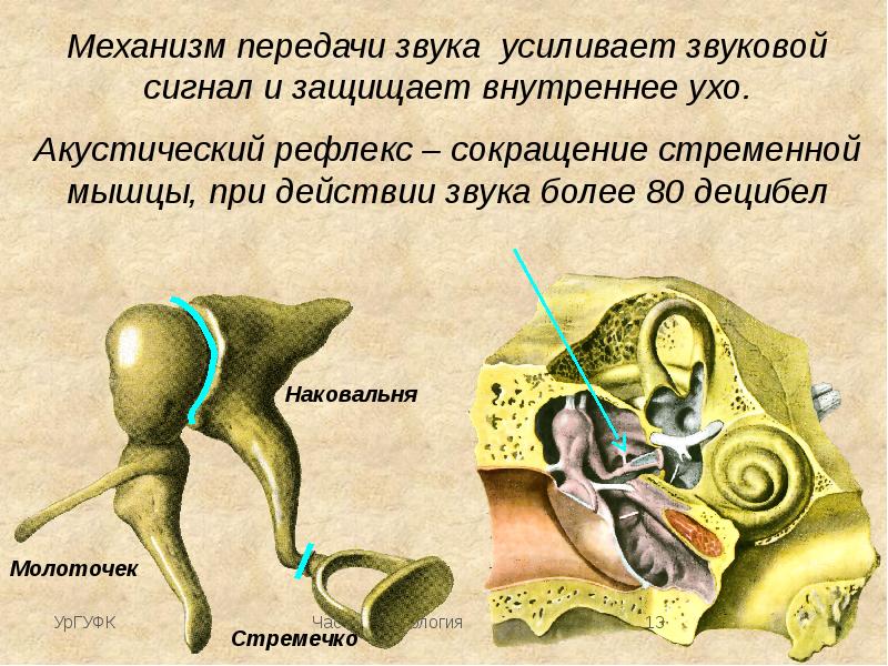 Слуховой анализатор строение функции презентация