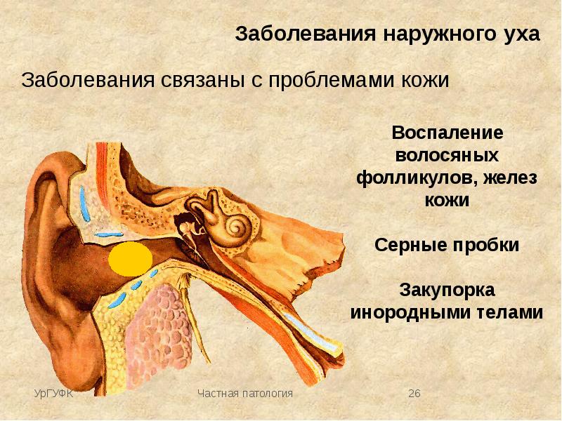 Презентация слуховой анализатор биология 8 класс пасечник