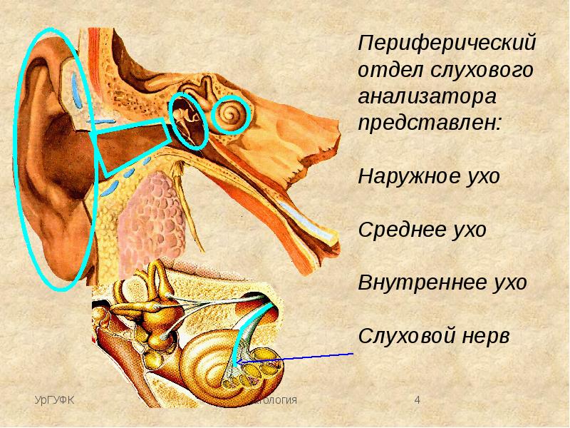 Анатомия слуховой анализатор презентация