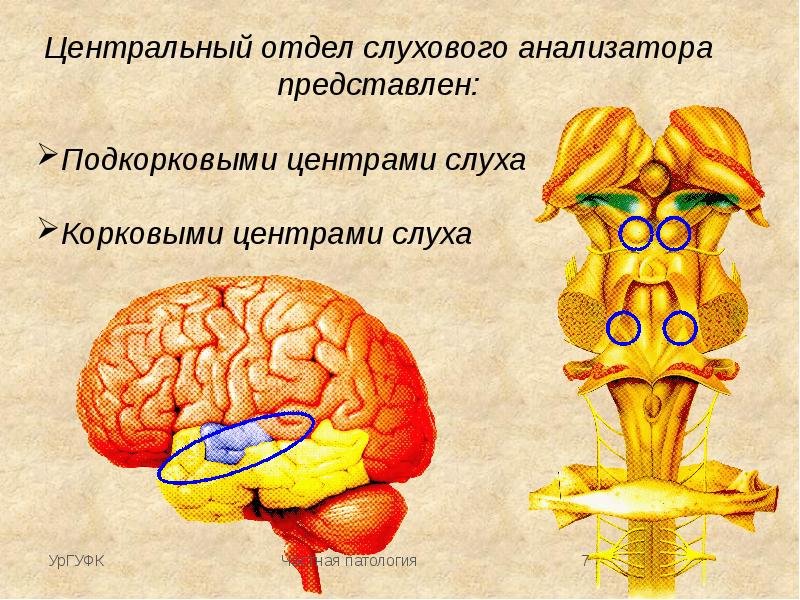 Строение слухового анализатора презентация