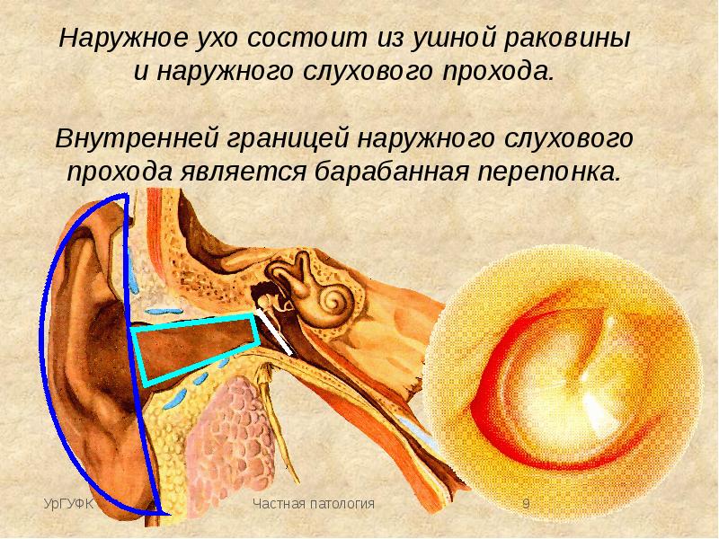 Клиническая анатомия и физиология слухового анализатора презентация