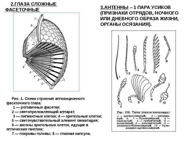 Фасеточное зрение презентация