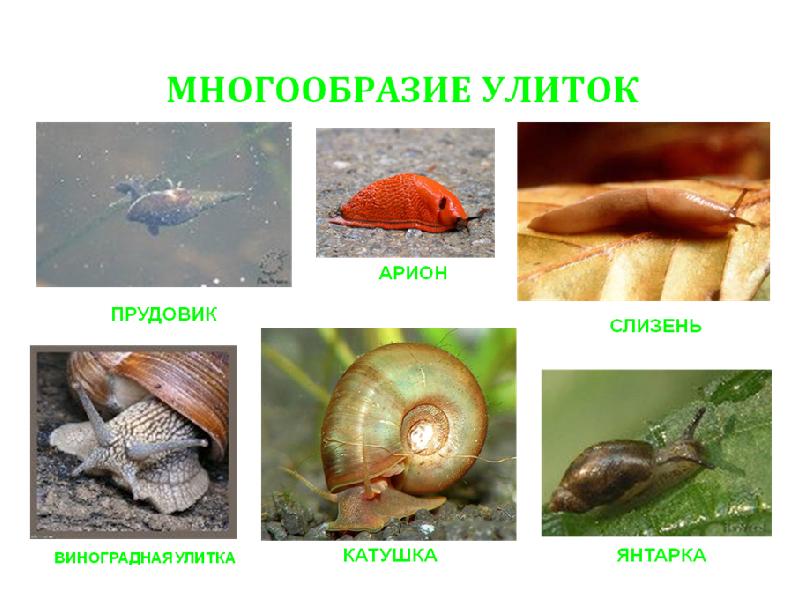 Царство животные Тип моллюски. Тип моллюски примеры Членистоногие.