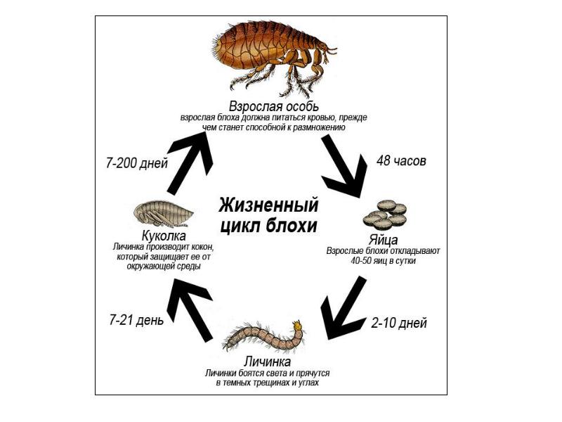 Тип развития блох. Как размножаются блохи на кошках. Как быстро размножаются блохи. Какой Тип развития у блох. Как быстро размножаются блохи у кошек.