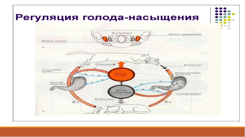 Физиология оборудование