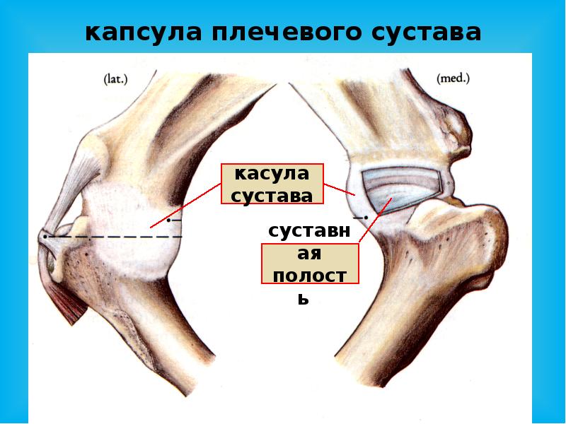 Капсула плечевого сустава фото