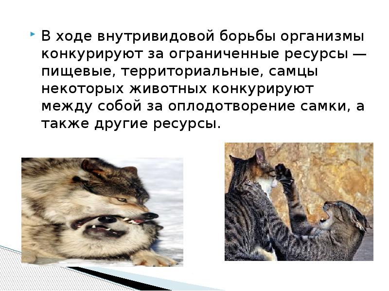 Почему внутривидовая борьба является самой напряженной. Почему внутривидовая борьба является самой напряженной