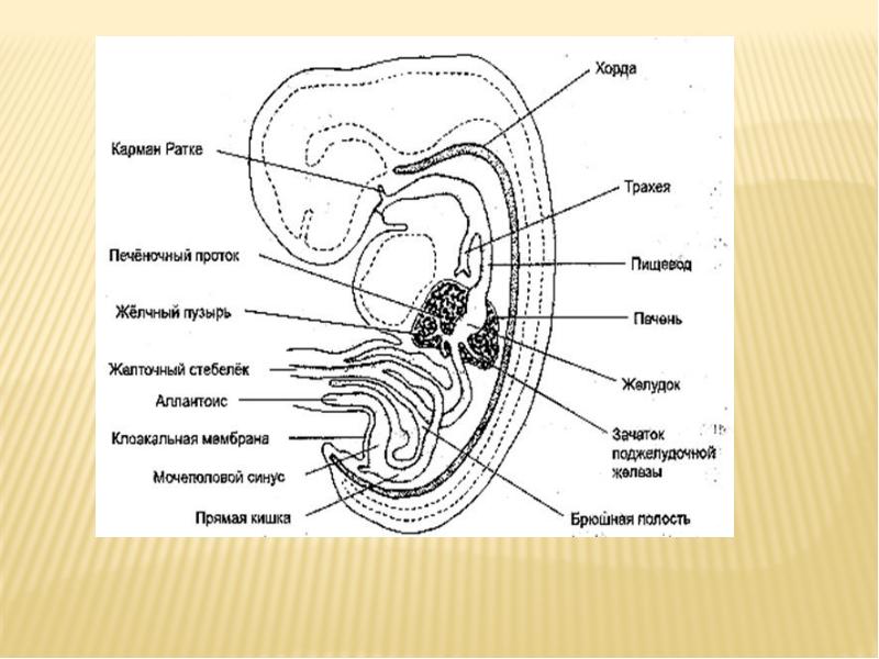 Полость первичной кишки зародыша. Зародыш крысы Сагиттальный разрез. Зародыш человека схема строения. Зародыш крысы Сагиттальный срез препарат. Строение эмбриона срез.