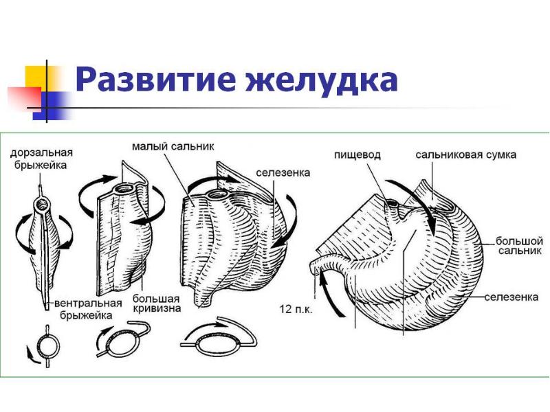 Развитие желудка. Эмбриогенез пищеварительной системы. Формирование желудка.