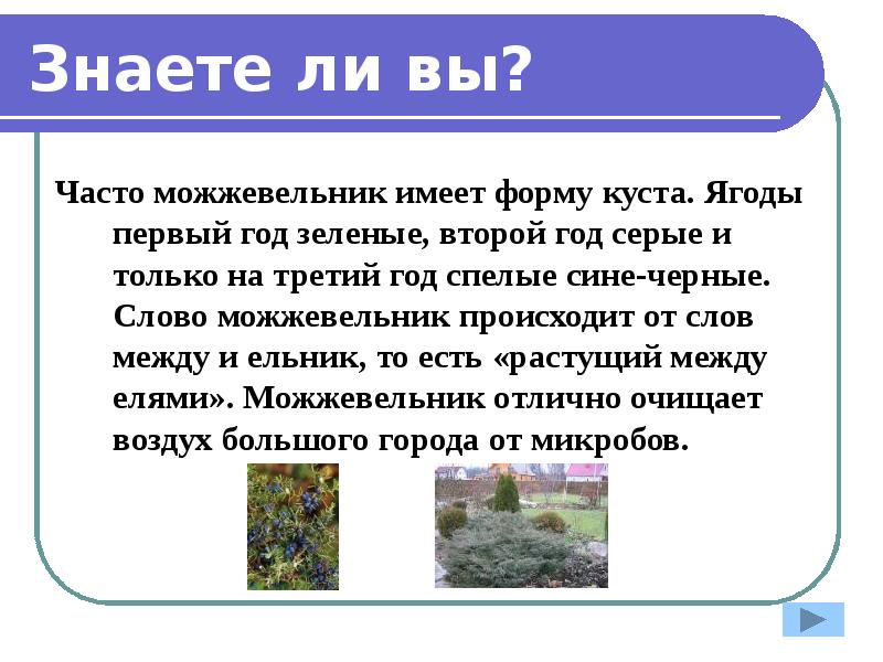 Текст можжевельник. Можжевельник презентация. Сообщение о можжевельнике. Можжевельник рассказ. Можжевельник презентация 2 класс.