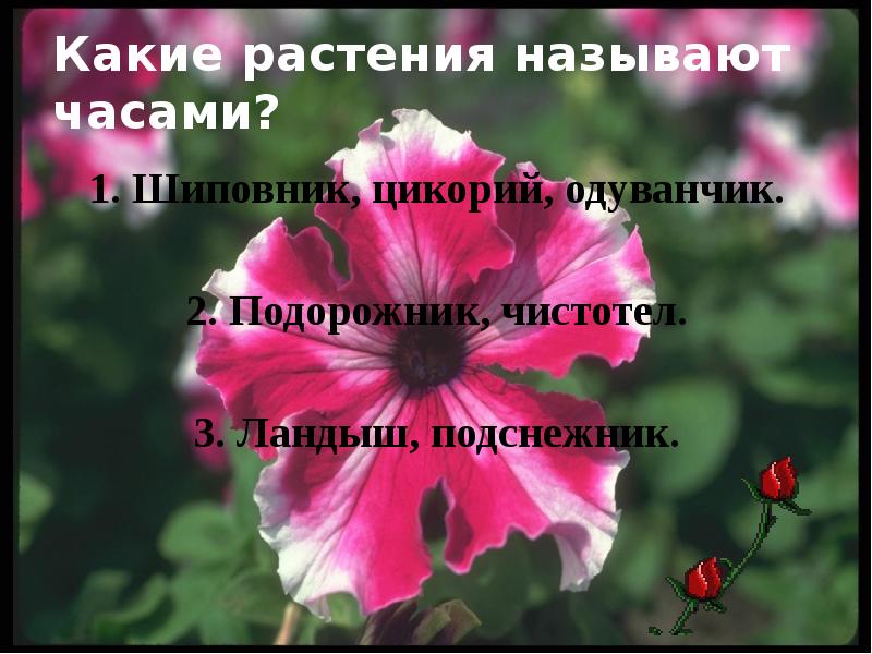 Какое растение называют часами. Какой цветок люди называют часиками?. Какой цветок называют Настей.