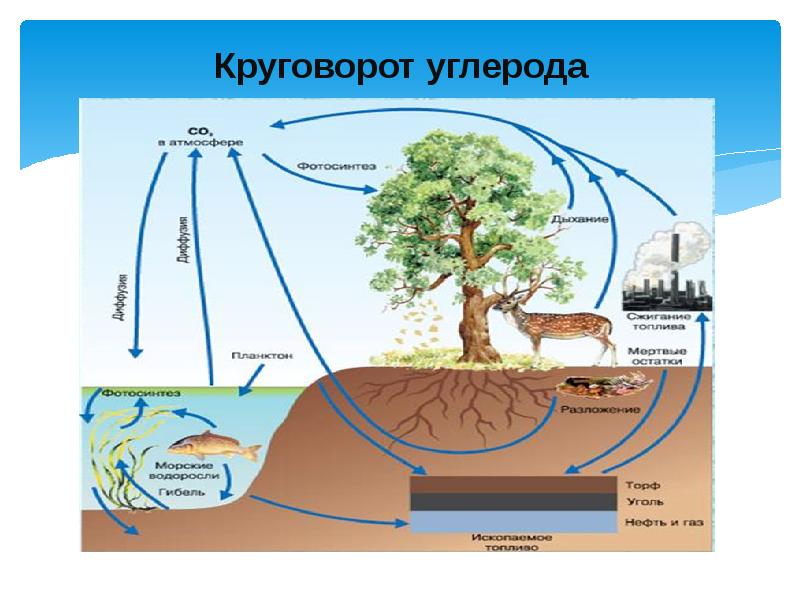 Круговорот углерода в природе схема и описание кратко