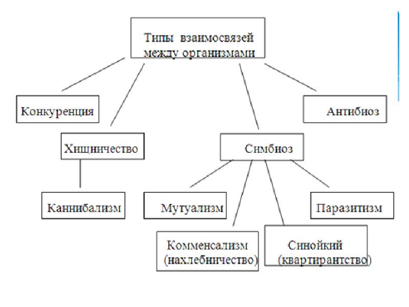 Взаимоотношения между организмами схема